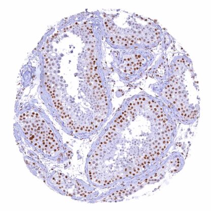 [sk1294] CBP (HMV319)