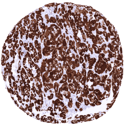 [sk1833] Steroidogenic acute regulatory (StAR) protein (MSVA-740R)