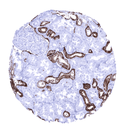 [sk1842] TACSTD2 / Trop-2 (MSVA-733R)