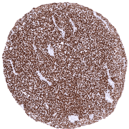 [sk1863] TLE1 (MSVA-856R)