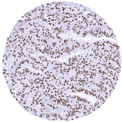 [sk1870] TRIM29 (MSVA-629M)