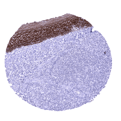 [sk1872] TRIM29 (MSVA-629M)