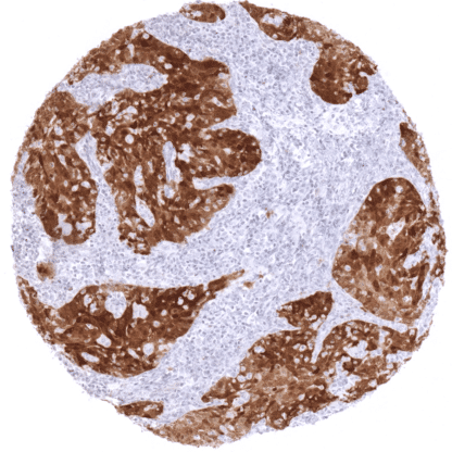 [sk1728] p16 (MSVA-016R)