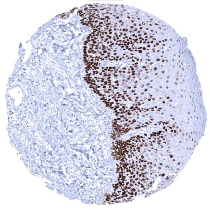 [sk1739] p63 (MSVA-063R)