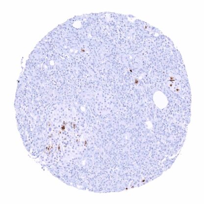 [sk1822] Somatostatin (MSVA-638R)