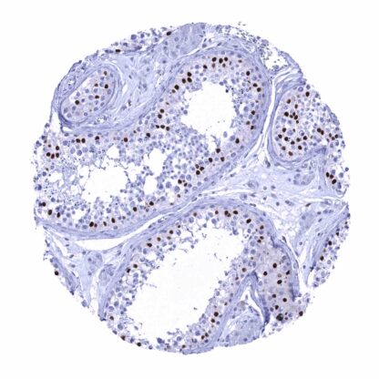 [sk1826] SOX9 (MSVA-709R)