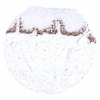 [sk1648] MCM3 (MSVA-503M)