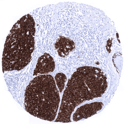 [sk1657] Melan A Specific (MSVA-900M)