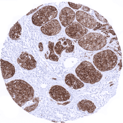 [sk1666] Melan A+ (MSVA-901M+)