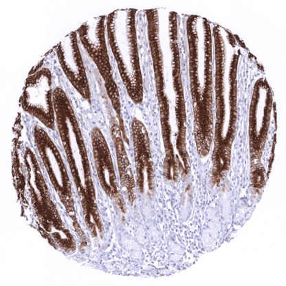 [sk1689] MUC5AC (MSVA-109M)