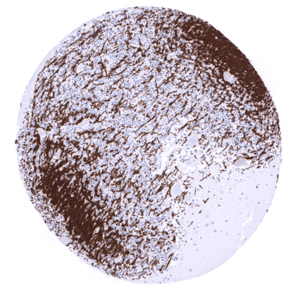 [sk1699] Myelin Basic Protein / MBP (MSVA-390R)