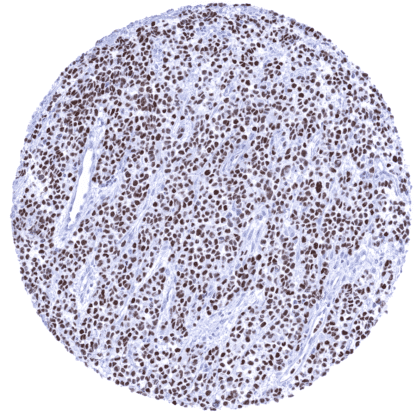 [sk1706] MyoD1 (MSVA-801R)