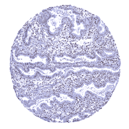 [sk1721] Nucleolin (MSVA-623R)