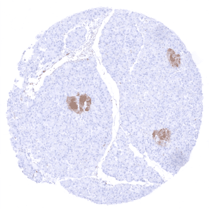 [sk1724] NSE gamma (MSVA-451M)
