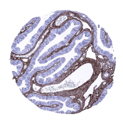 [sk1481] Decorin (MSVA-537R)