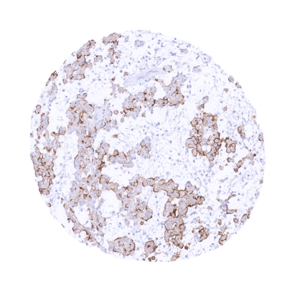 [sk1897] Villin (MSVA-459R)